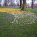 Spring flowers in the park by pyrrhula