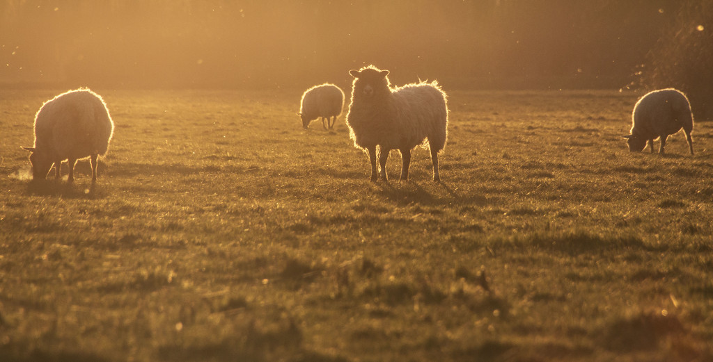 Seasonal lamb by shepherdman