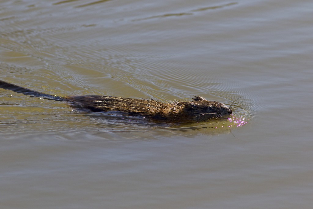 Muskrat on the move-LHG_2143  by rontu