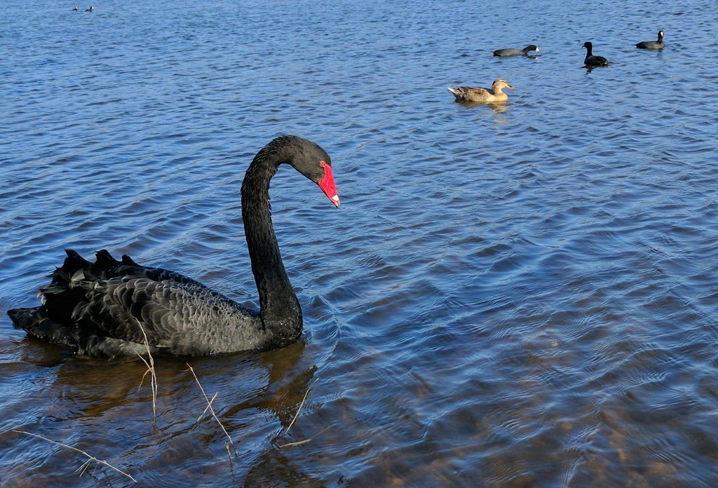Black swan by scottmurr