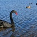 Black swan by scottmurr
