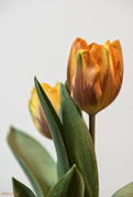 8th Mar 2017 - New Tulips