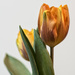 New Tulips by lstasel