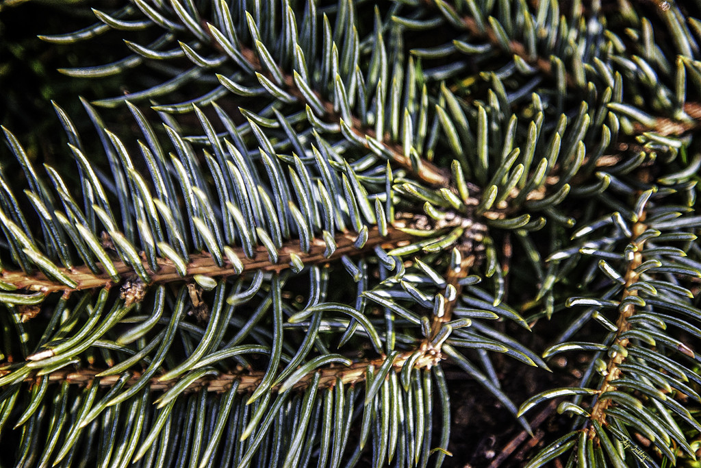 Pine Tree Shot #9 - Macro  by skipt07