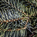 Pine Tree Shot #9 - Macro  by skipt07