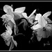 White Daffodils by essiesue