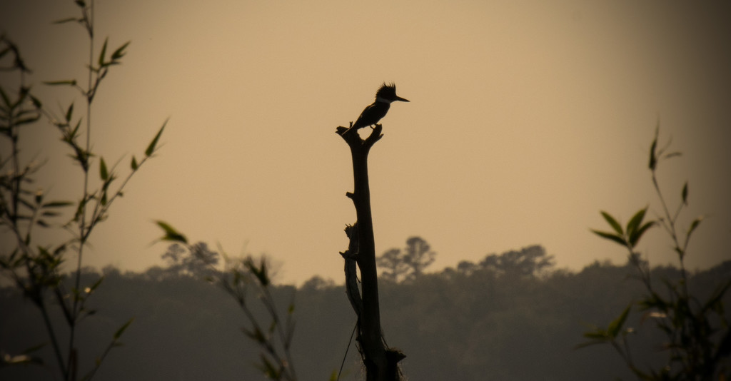 Kingfisher Silhouette! by rickster549