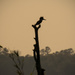 Kingfisher Silhouette! by rickster549