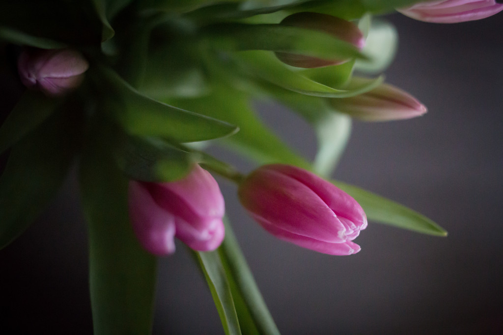 Tulips by tina_mac