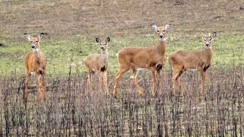 Family of Deer by rminer