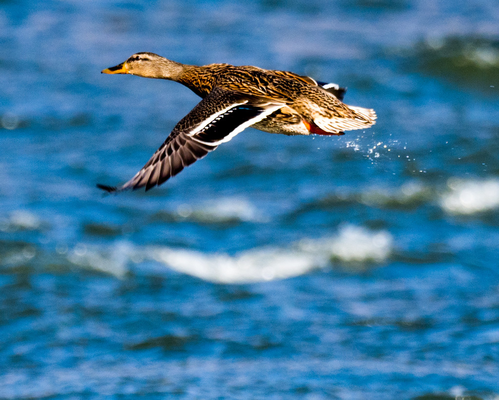 Female Mallard Flying with Water Droplets by rminer