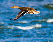 8th Mar 2017 - Female Mallard Flying with Water Droplets