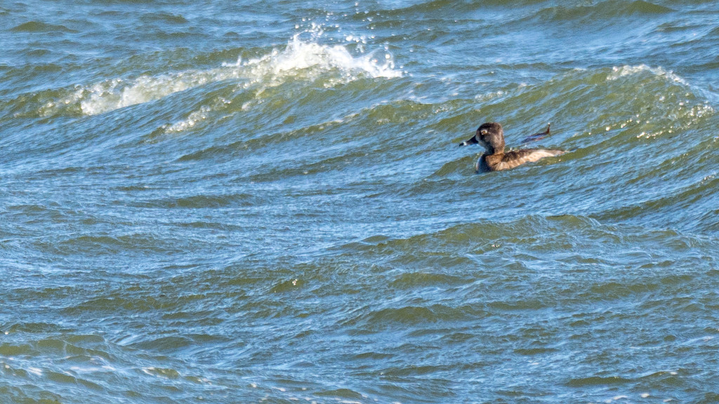Female Ring-necked Duck surfing by rminer