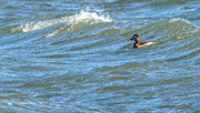 8th Mar 2017 - Female Ring-necked Duck surfing
