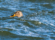 8th Mar 2017 - Femal Mallard Head in water