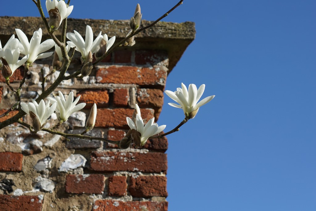 star magnolia by quietpurplehaze