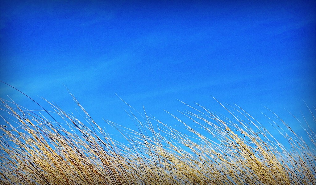 Blue sky and dry grass by yorkshirekiwi