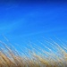 Blue sky and dry grass by yorkshirekiwi