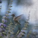 Hummingbird  by flashster78