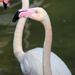 Flamingo Friday: Part Deux by alophoto