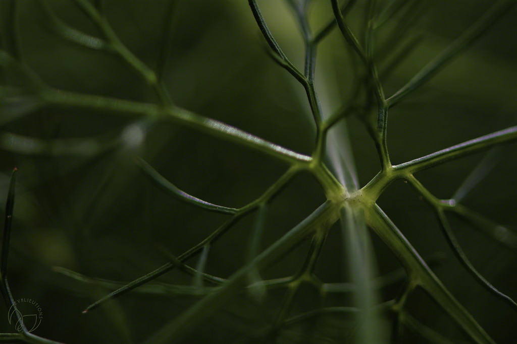Fennel Frond by evalieutionspics
