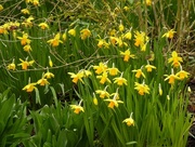 10th Mar 2017 - Daffodils