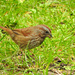 Sparrow by seattlite