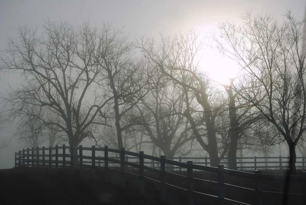 Breaking Through the Fog by genealogygenie