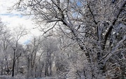 10th Mar 2017 - Tree with snow