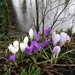 Crocus by janetr