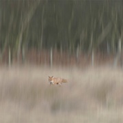10th Mar 2017 - Fox Hunting