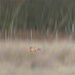 Fox Hunting by jesperani