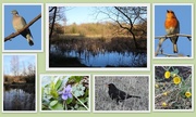 9th Mar 2017 - Wilford Clay Pits Nature Reserve