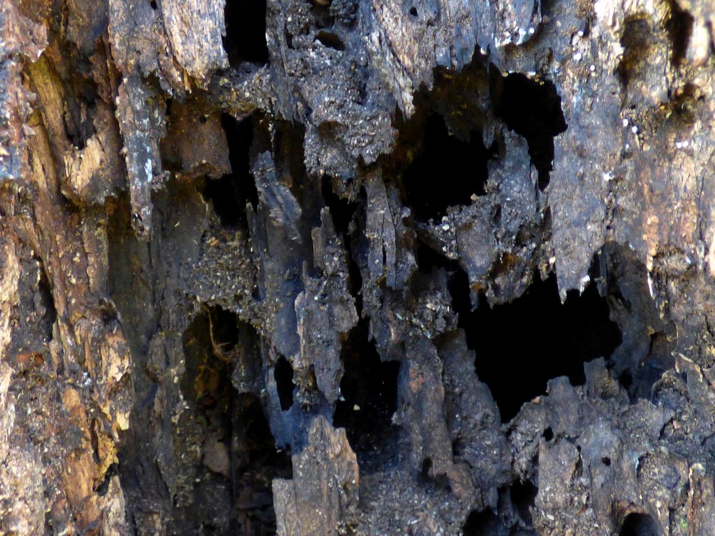 Inside a rotting tree by julienne1