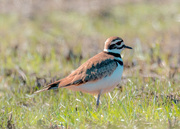 10th Mar 2017 - Killdeer Landscape