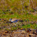 Impressions of a Killdeer by rminer