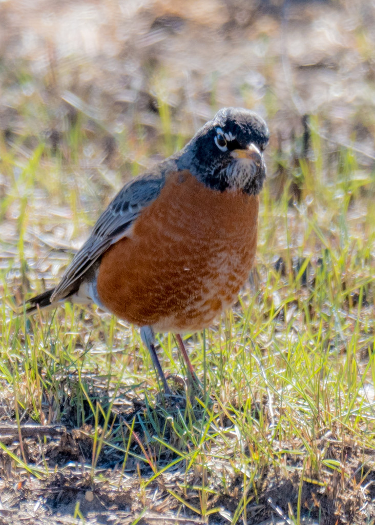 Quizzical American Robin by rminer