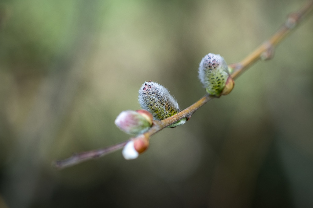 PLAY March - Fuji 60mm f/2.4: Pussy Willow by vignouse