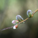 PLAY March - Fuji 60mm f/2.4: Pussy Willow by vignouse