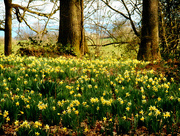 10th Mar 2017 - Daffodils in the woods near Newent.