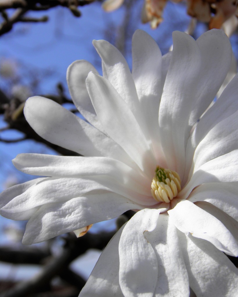 Magnolia by daisymiller