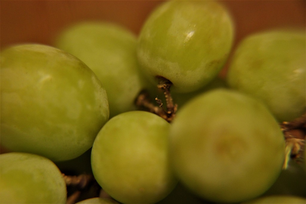 Grapes by cookingkaren