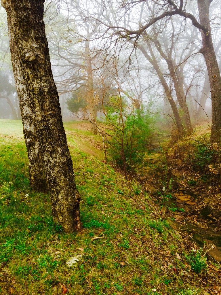 The fog trails by louannwarren