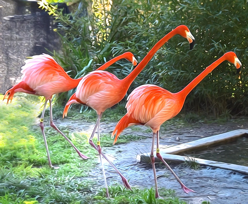 How Flamingos Line Dance To Boot Scootin' Boogie by joysfocus