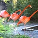 How Flamingos Line Dance To Boot Scootin' Boogie by joysfocus