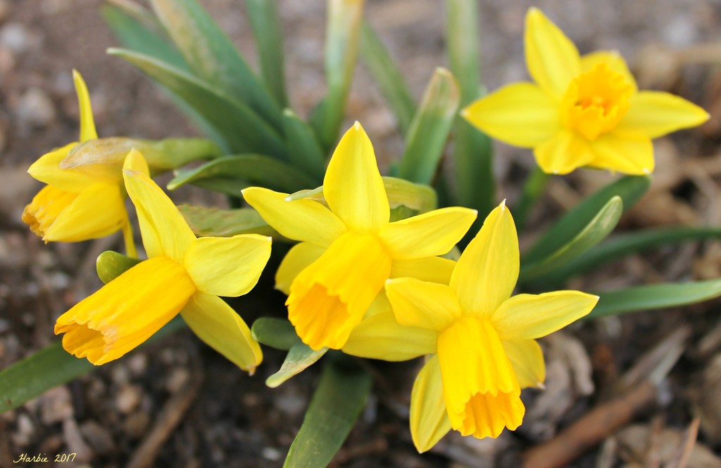 Tiny Daffodils by harbie