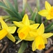 Tiny Daffodils by harbie