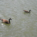Geese in Lake at Pullen Park by sfeldphotos