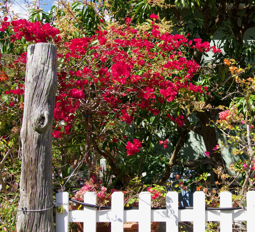 Bougainvillea by eudora