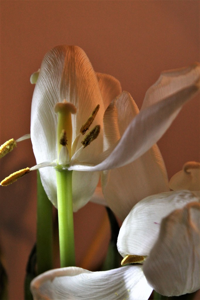 Tulip - Hanging On by granagringa